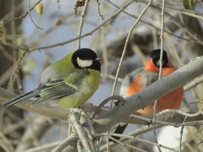 Не щегол і не поповзень: усі зимові птахи українською - Радіо Незламних