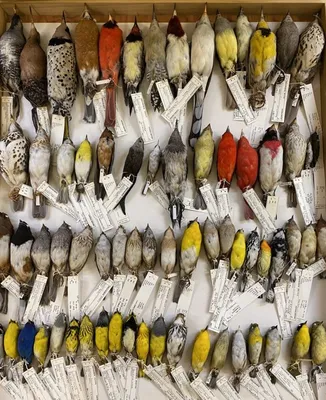 Купити Птахи металеві плоскі птах прикраси металеві металеві птах  декоративні прикраси кімната | Joom