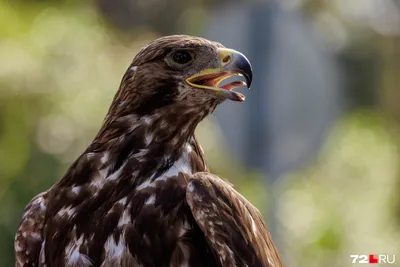 GOLDEN EAGLE — the winged assassin that attacks humans and wolves! Golden  eagle vs deer and fox! - YouTube