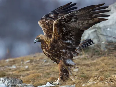 Беркут (Aquila chrysaetos) — Зоопарк «Лимпопо» г. Нижний Новгород –  Нижегородский зоопарк