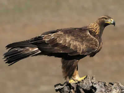 Беркут (Aquila chrysaetos). Птицы Сибири.