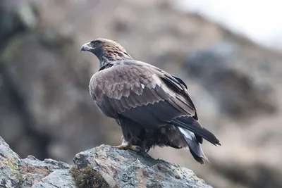 Беркут (лат. Aquila chrysaetos) | Birds of prey, Golden eagle, Bird of prey  tattoo