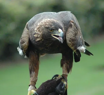 Беркут - eBird