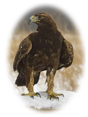 Беркут (Aquila chrysaetos). Птицы Сибири.