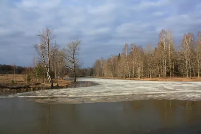 Картинка Ранняя весна вечер » Весна » Природа » Картинки 24 - скачать  картинки бесплатно