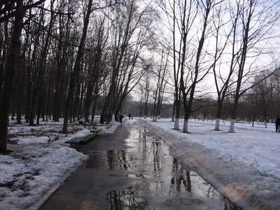 ранняя весна цветет и цветы в природе Стоковое Изображение - изображение  насчитывающей сад, красивейшее: 217654183