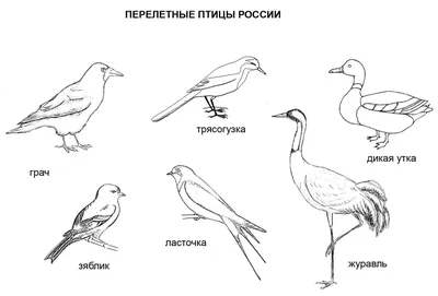 Узорчатые Птицы Страница Для Раскраски — стоковая векторная графика и  другие изображения на тему Абстрактный - Абстрактный, Бабочка,  Бессмысленный рисунок - iStock