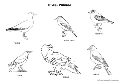 Раскраска птица на гнезде - 59 фото