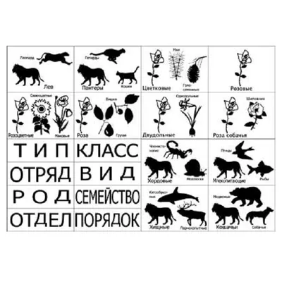 Купить книгу «Лето. Секреты выживания растений и животных в сезон  изобилия», Бернд Хайнрих | Издательство «КоЛибри», ISBN: 978-5-389-17321-7