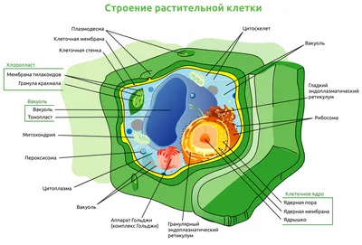 Стремительное исчезновение видов животных и растений чревато дефицитом  продовольствия в будущем | Новости ООН