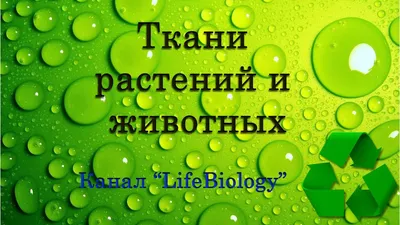 Модель-аппликация “Классификация растений и животных” | Лаборатории под ключ