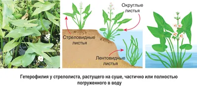 Растения, которые похожи на животных