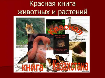 Токсичная красота: шесть комнатных растений, которые могут быть опасны для  домашних животных. Читайте на UKR.NET