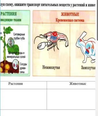 Краснокнижные растения и животные Якутии — Улус Медиа