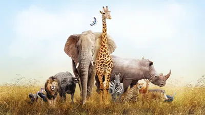 Млекопитающее птиц и других животных Африки изолировали Стоковое Фото -  изображение насчитывающей хищники, гну: 205982068