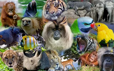 Милые животные разных видов | Пикабу