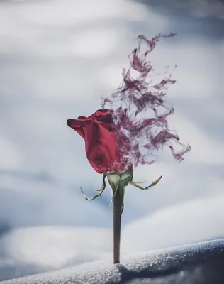 [73+] Картинки розы на снегу обои