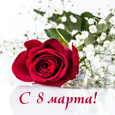 Скачать обои красные, Розы, 8 марта, международный женский день, раздел  цветы в разрешении 1680x1050