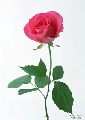 Розы, тюльпаны, земляника? Какие цветы предпочитают женщины на 8 Марта |  03.03.2021 | Ульяновск - БезФормата