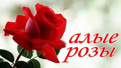 Букет на 8 марта – розы с доставкой по Москве и Московской области
