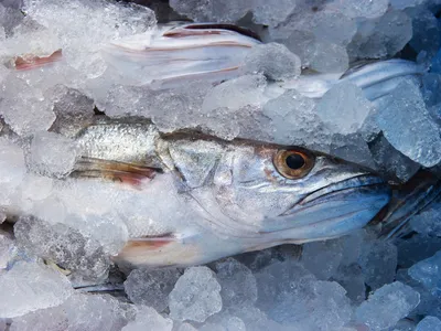 Рыба хек: польза и вред для здоровья| от Роскачества
