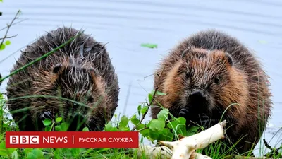 Бобр всю жизнь хранит верность своей бобрихе. Но не в Северной Америке -  BBC News Русская служба