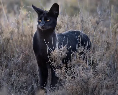 Я есть тьма! Я есть ужас!\" Фотоподборка очаровательных котиков с черной  шерстью | Жизнь Животных | Дзен