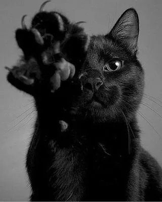 Черная НЕ пантера. Уникальная дикая кошка-меланист.