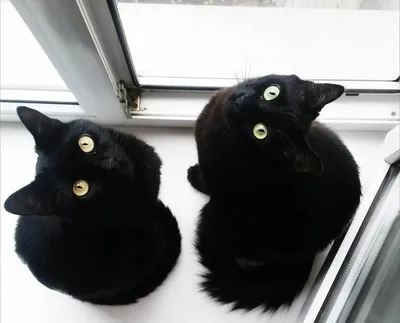 Черная кошка - это: | Пикабу