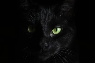 Черная кошка в доме к добру или к неприятностям? | Дом по-женски | Дзен