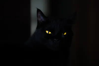 Черная кошка перешла дорожку. Почему популярная примета – ложь