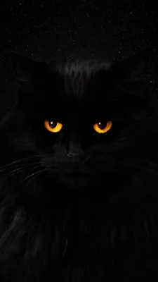 Как «Чёрная кошка» гуляла сама по себе