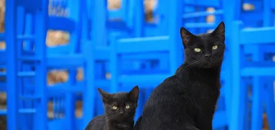 Жил да был черный кот за углом… | ВКонтакте