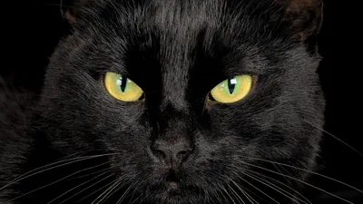Черная кошка. Изящная черная кошка,…» — создано в Шедевруме