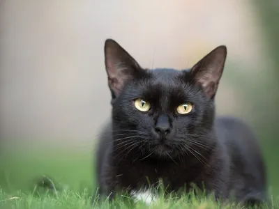 День черных кошек