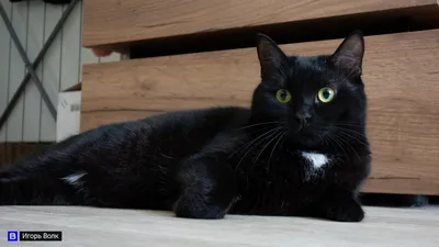 Вся правда о черных кошках: приметы и мифы