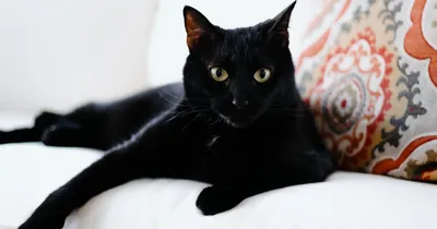 Черная кошка пиктограмма, лого, …» — создано в Шедевруме
