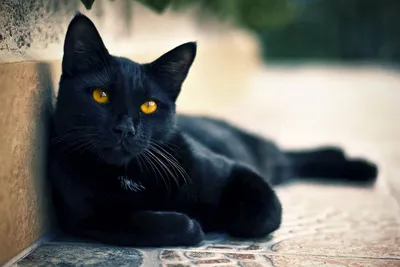 Почему черные кошки приносят несчастья - Оракул - info.sibnet.ru