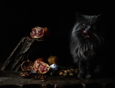Черная кошка\" облако из 10 воздушных шаров купить по цене 2140.00 руб. в  Екатеринбурге | Интернет-магазин Академия чудес