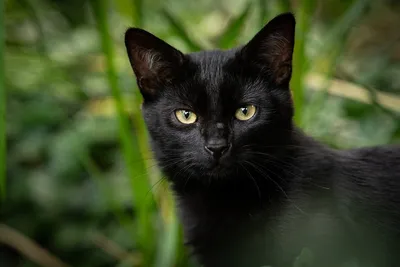 Картина на холсте (черный кот, чёрная кошка, бомбейская кошка, котик черный  животные) 40x60 интерьерная в комнату на стену в спальню - купить по низкой  цене в интернет-магазине OZON (620956533)