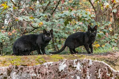 Почему люди много веков боятся черных кошек?