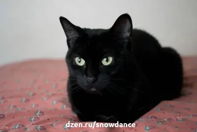 Черные кошки - к неудаче, но эти фото доказывают совершенно обратное!