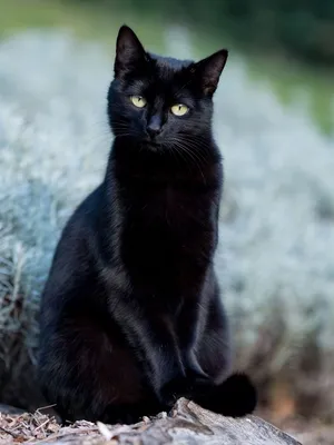 А вы знали, что у черных котов есть волшебный \"ген здоровья\"? - 09.03.2023,  Sputnik Азербайджан