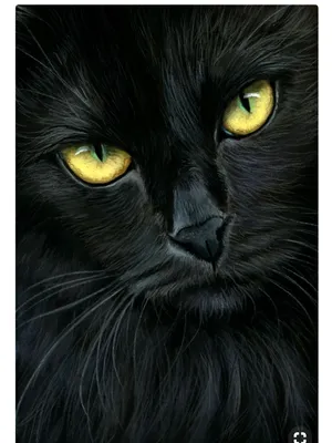 Почему люди боятся черных кошек: старинные суеверия - МЕТА