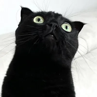 Топ пород черных кошек - Питомцы Mail.ru