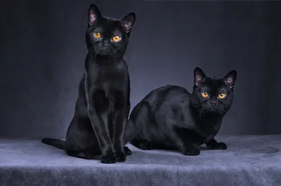 картинки : Кот, Млекопитающее, черная кошка, Черный, Крупным планом, нос,  Бакенбарды, Морда, Позвоночный, Бирманский, Европейская короткошерстная,  Шартрекс, Кора, От маленьких до средних кошек, Кошка как млекопитающее,  Nebelung, Домашняя ...
