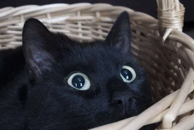 20+ черных котиков, которые ломают стереотипы и приносят в дом лишь смех и  радость / AdMe