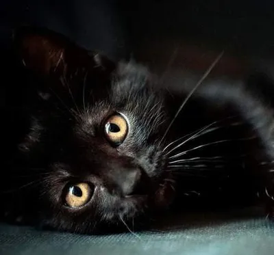 Черная пушистая кошка арт - 70 фото