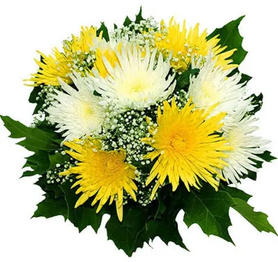 Купить Хризантему: букет 51 ветка хризантемы Сабо с доставкой по городу  Днепр в интернет-магазине Royal-Flowers