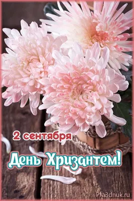 Хризантема кустовая (15 шт.)» - купить в Орле за 6 320 руб